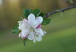 apple-blossom-329772__180.jpg